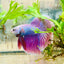 Betta Male Halfmoon Purple Pink 138