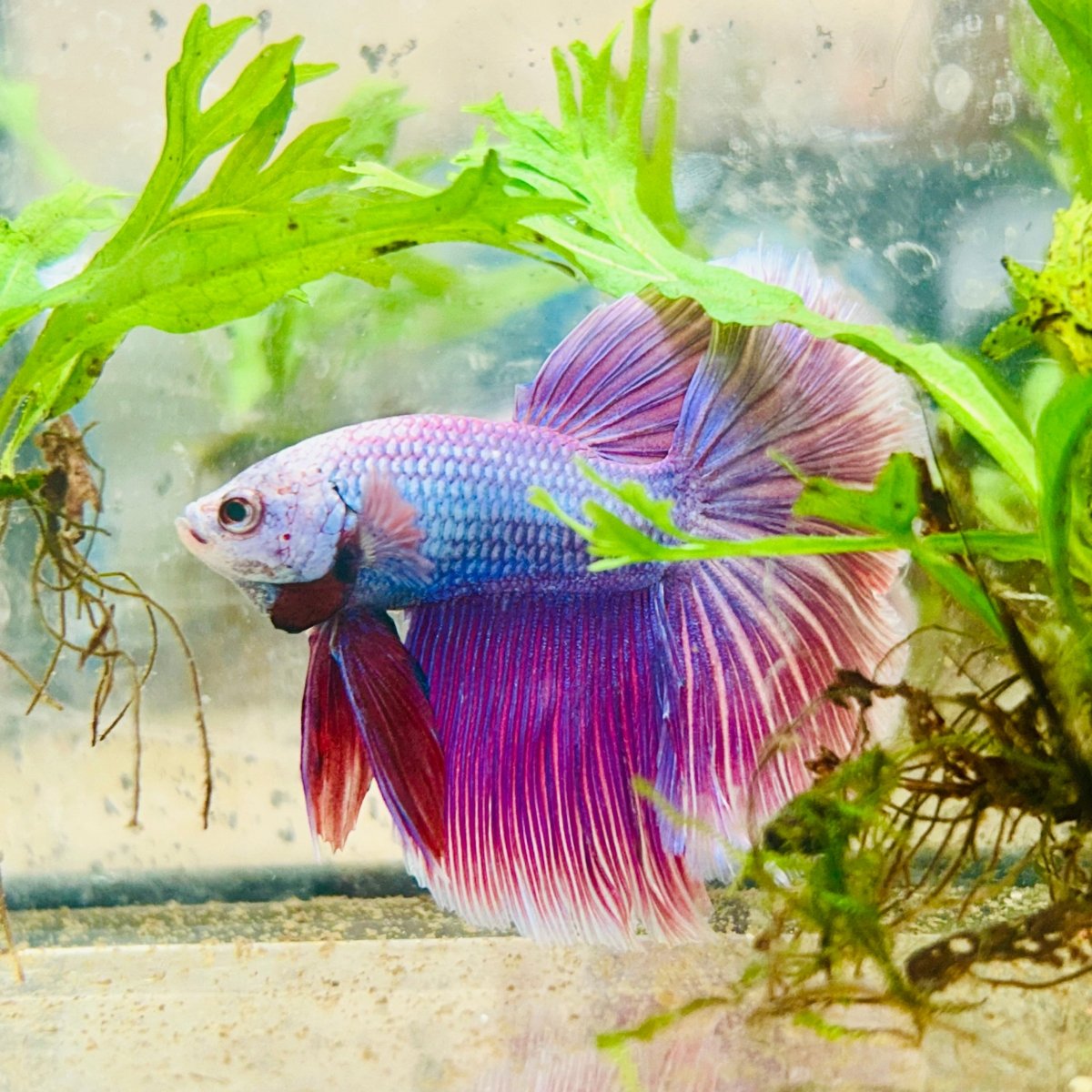 Betta Male Halfmoon Purple Pink 138