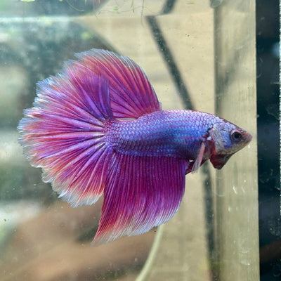 Betta Male Halfmoon Purple Pink 157