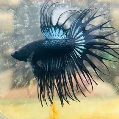 Betta Male King Crowntail Black Orchid 168