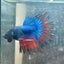 Betta Male Mascot Blue Koi 081