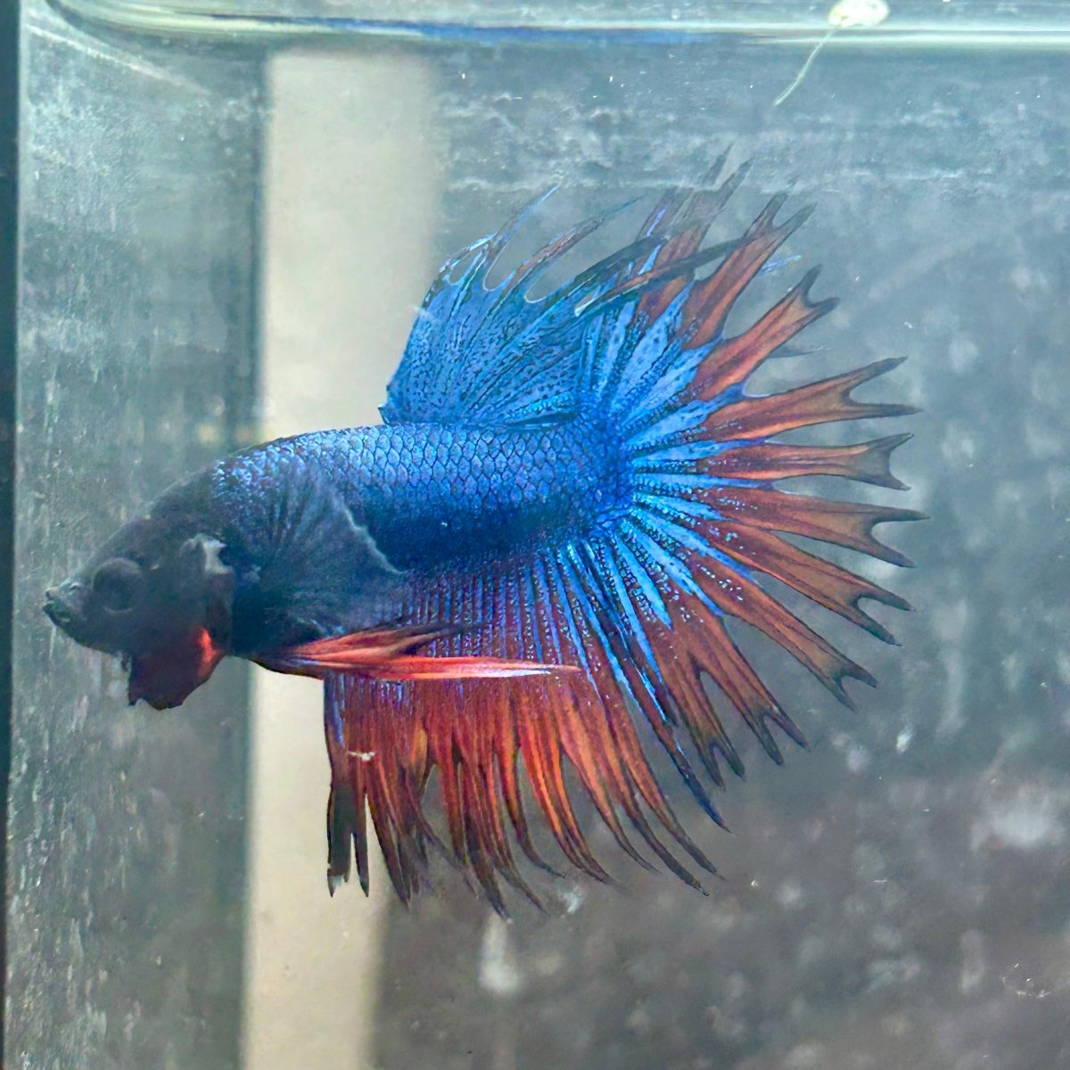 Betta Male Mascot Blue Koi 081