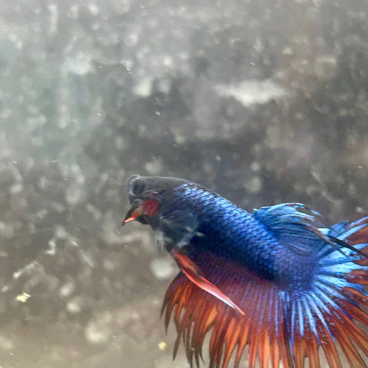 Betta Male Mascot Blue Koi 081