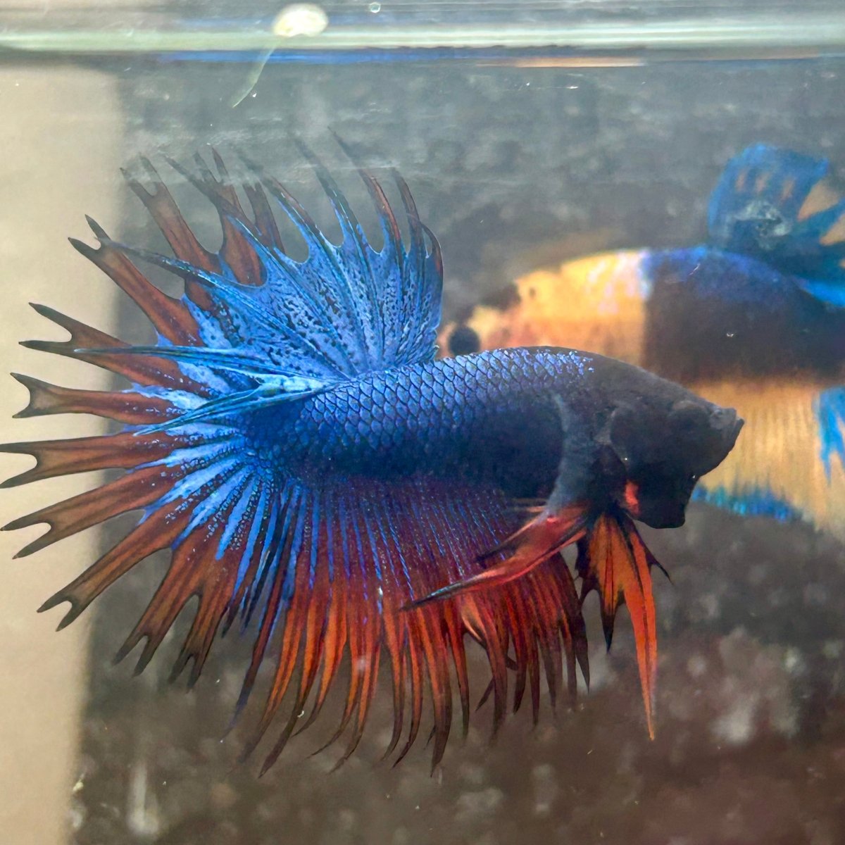 Betta Male Mascot Blue Koi 081