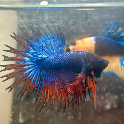 Betta Male Mascot Blue Koi 081