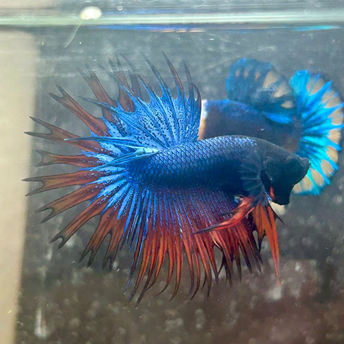 Betta Male Mascot Blue Koi 081