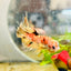 Betta Male Orange Koi 014