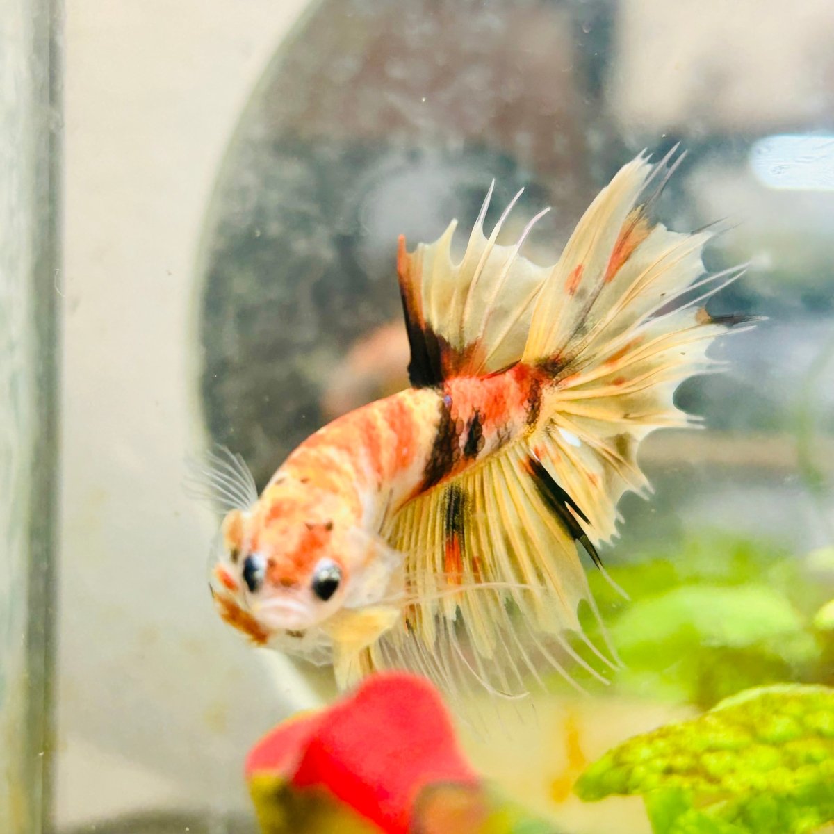 Betta Male Orange Koi 014