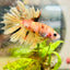 Betta Male Orange Koi 014