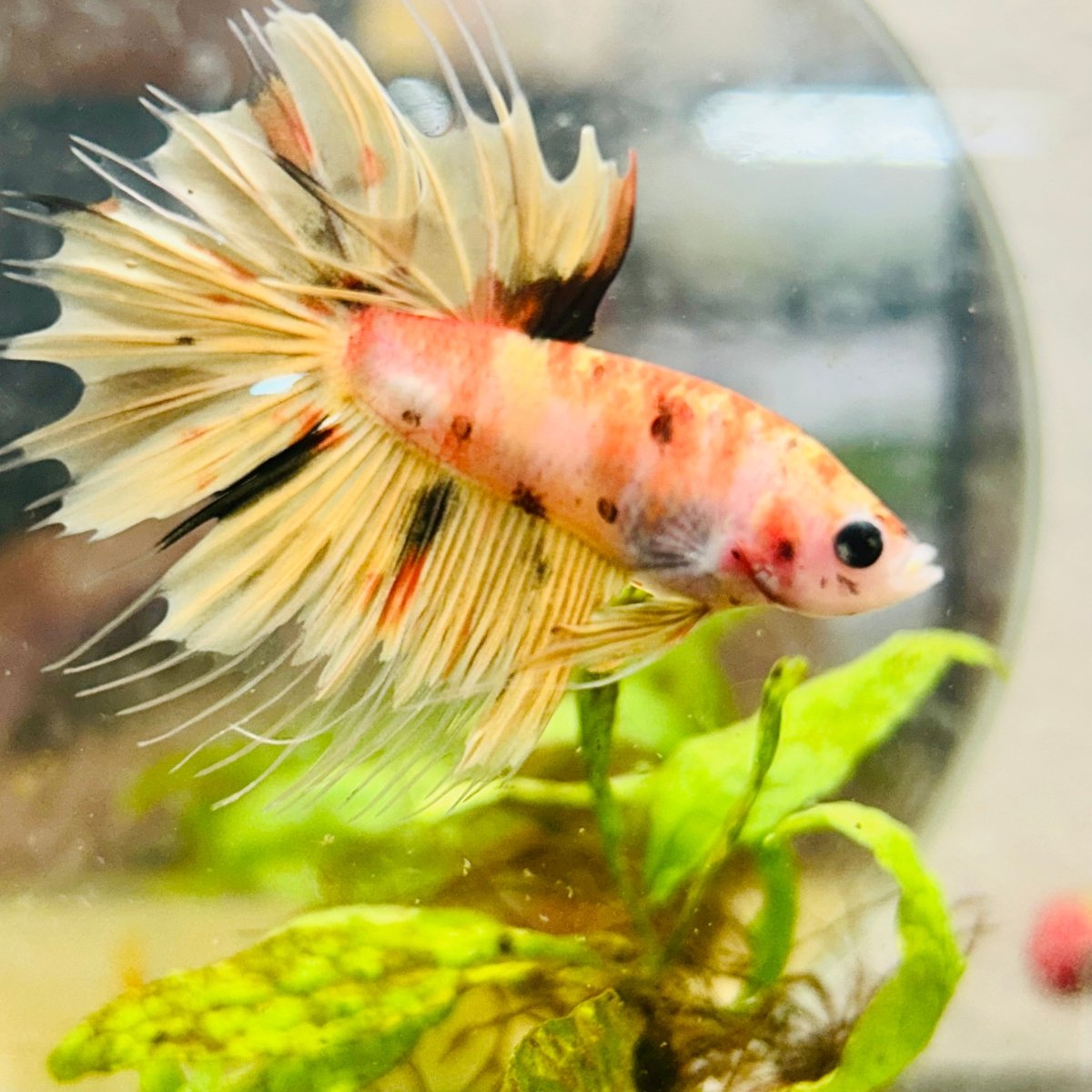 Betta Male Orange Koi 014