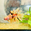 Betta Male Orange Koi 014