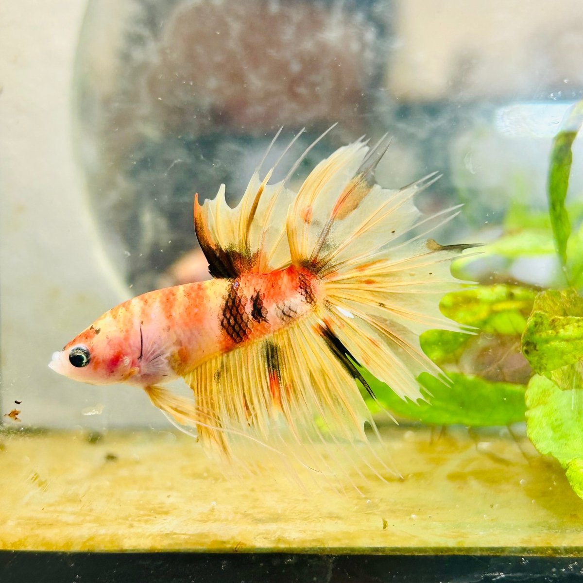 Betta Male Orange Koi 014