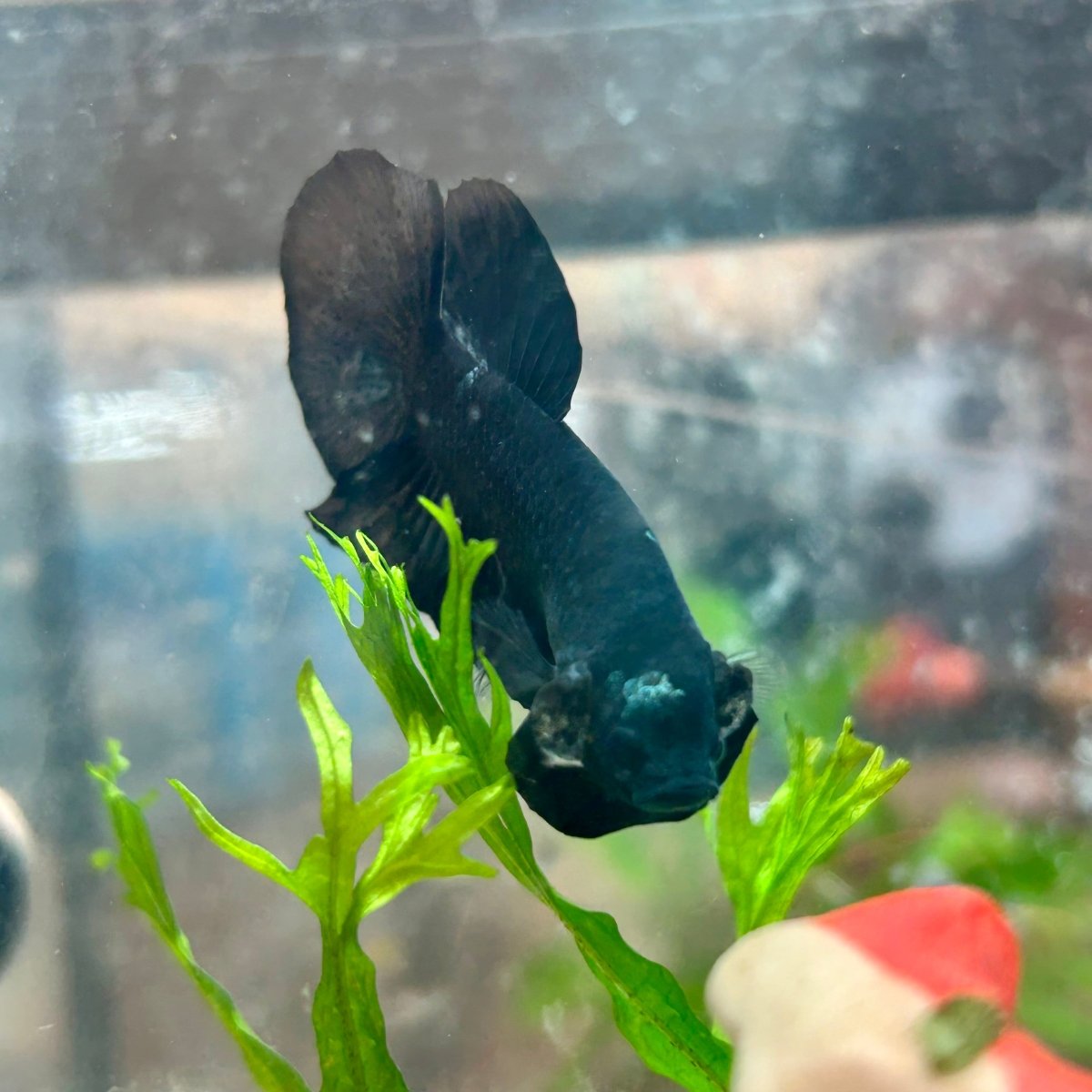 Betta Male Plakat Avarta Black 151