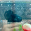 Betta Male Plakat Avarta Black 151