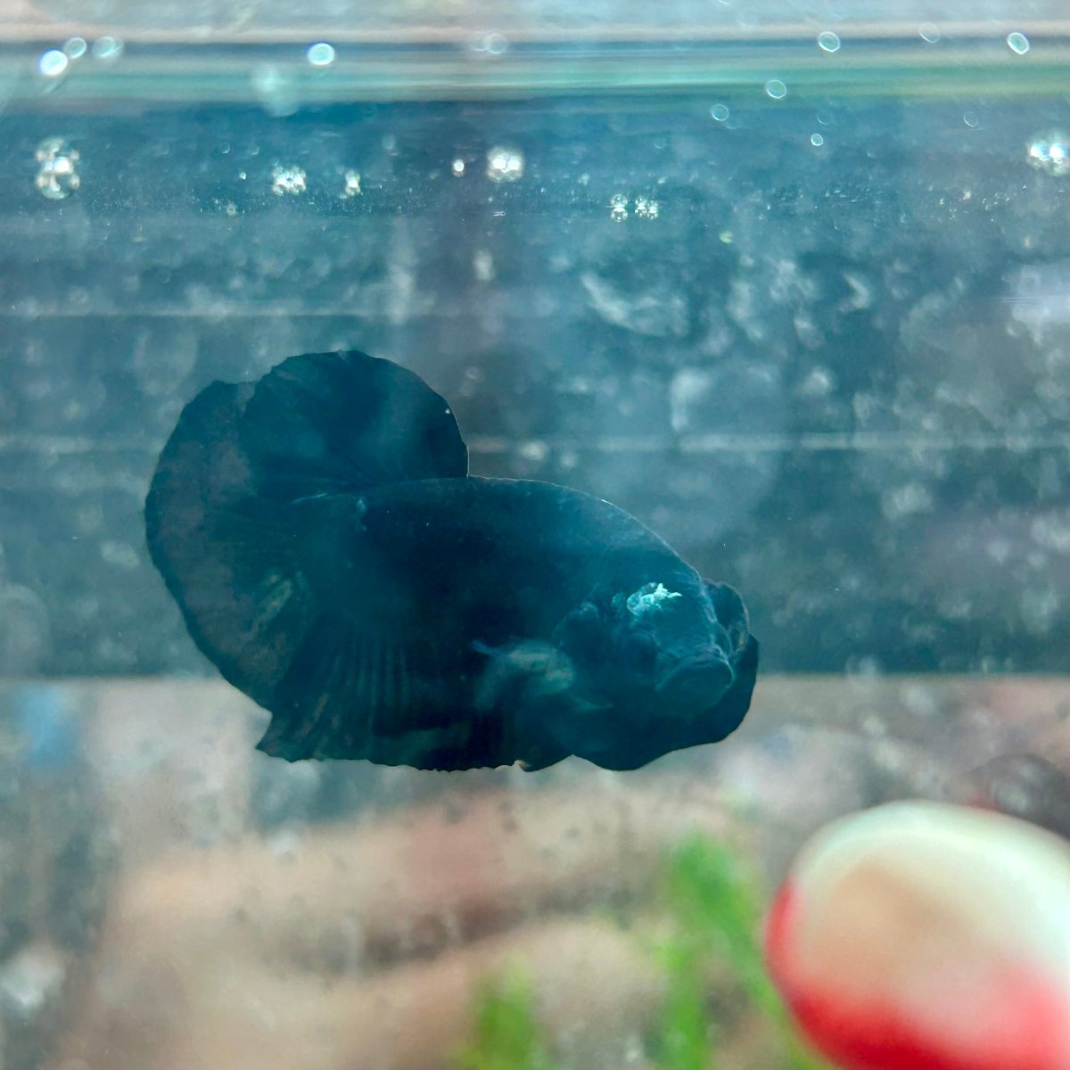 Betta Male Plakat Avarta Black 151