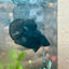 Betta Male Plakat Avarta Black 151