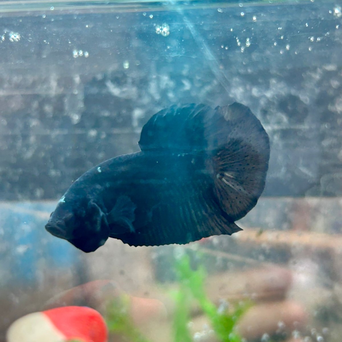 Betta Male Plakat Avarta Black 151