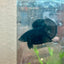 Betta Male Plakat Avarta Black 151