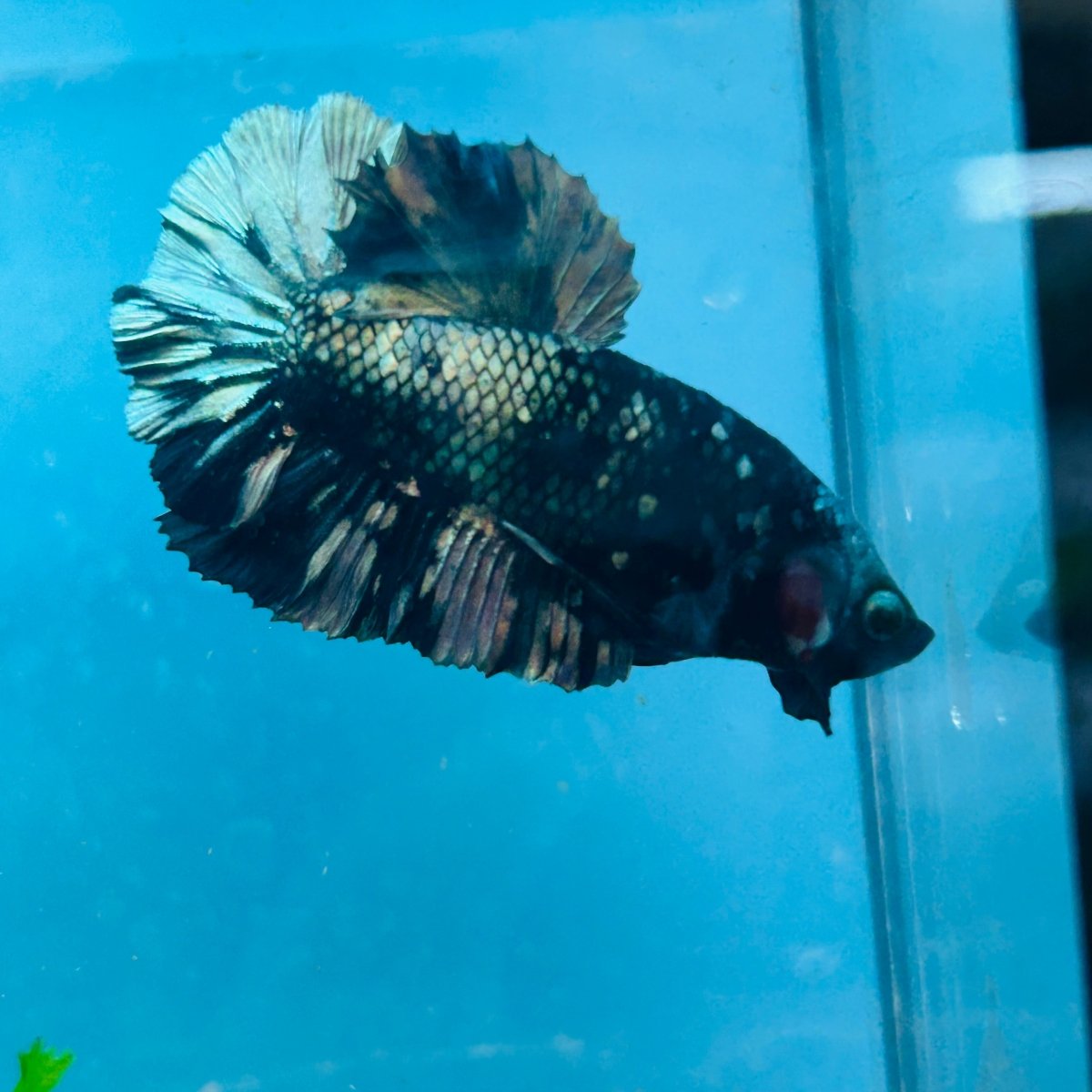 Betta Male Plakat Avarta Copper 082