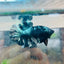 Betta Male Plakat Avarta Copper 082