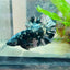 Betta Male Plakat Avarta Copper 082
