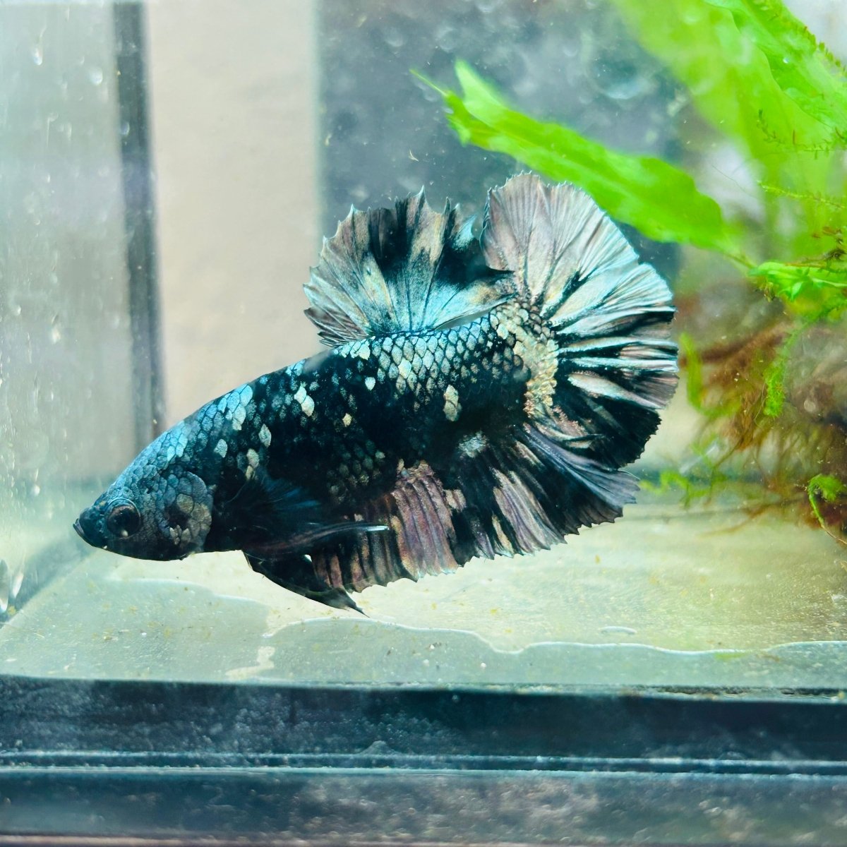 Betta Male Plakat Avarta Copper 082