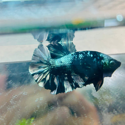 Betta Male Plakat Avarta Copper 082