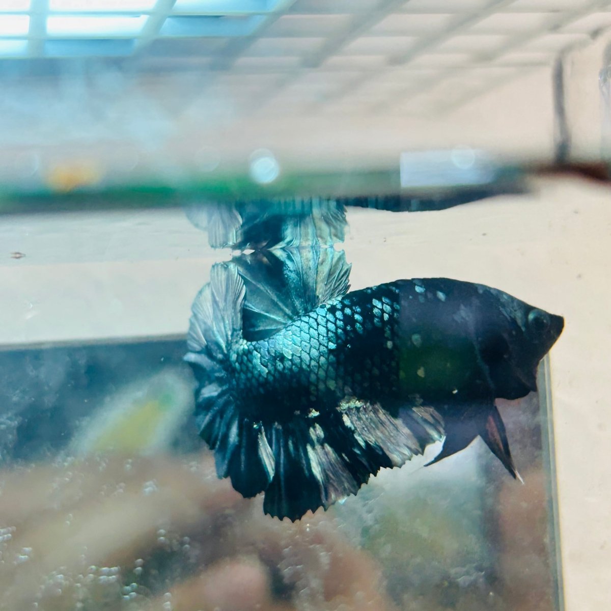 Betta Male Plakat Avarta Copper 082