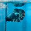 Betta Male Plakat Avarta Copper 082
