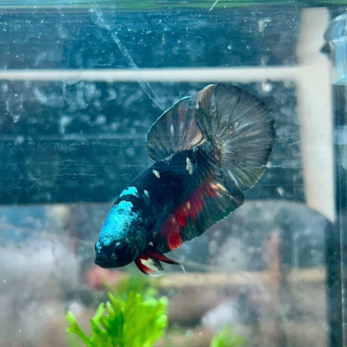 Betta Male Plakat Avatar Copper #106