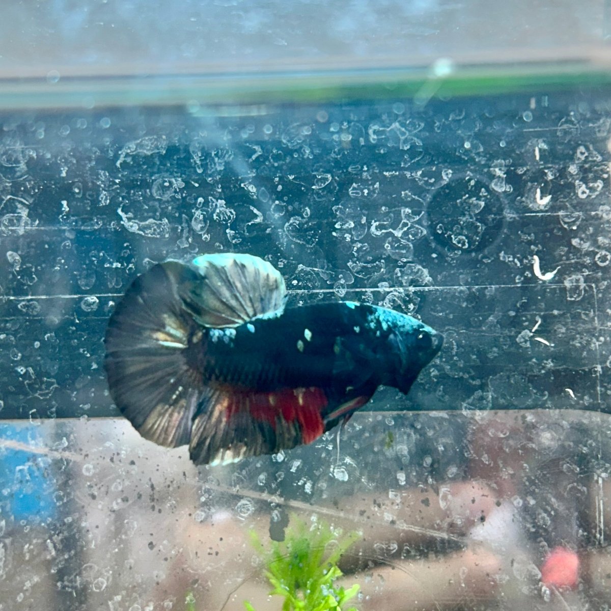 Betta Male Plakat Avatar Copper #106