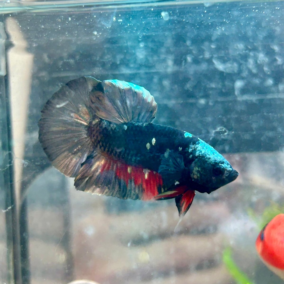 Betta Male Plakat Avatar Copper #106