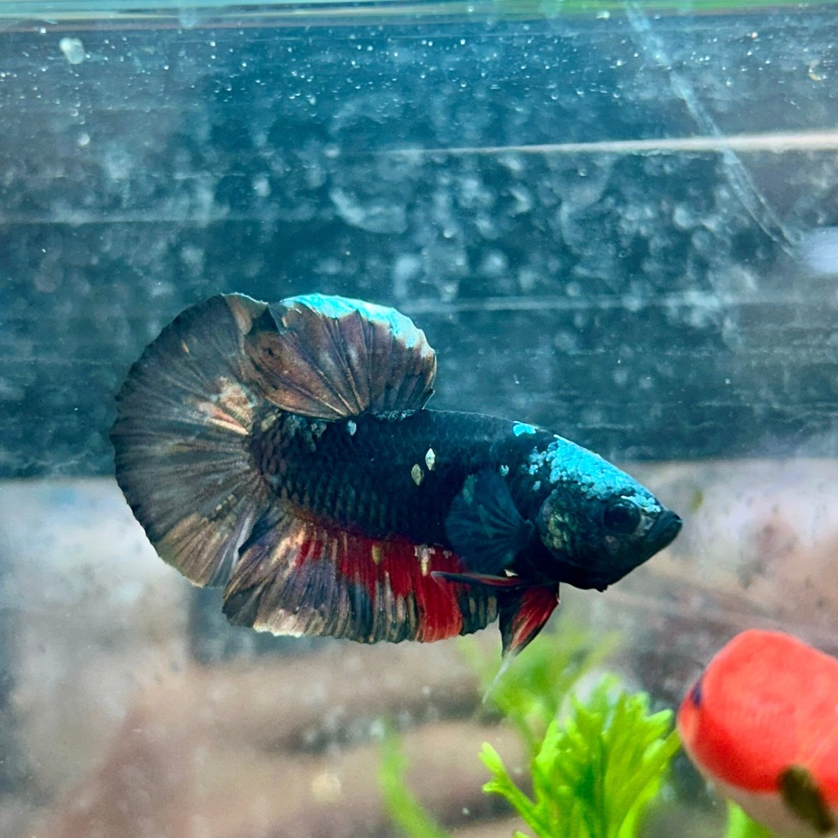 Betta Male Plakat Avatar Copper #106