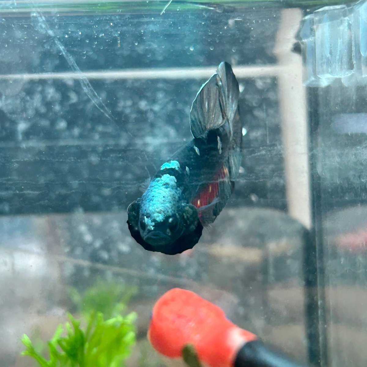 Betta Male Plakat Avatar Copper #106