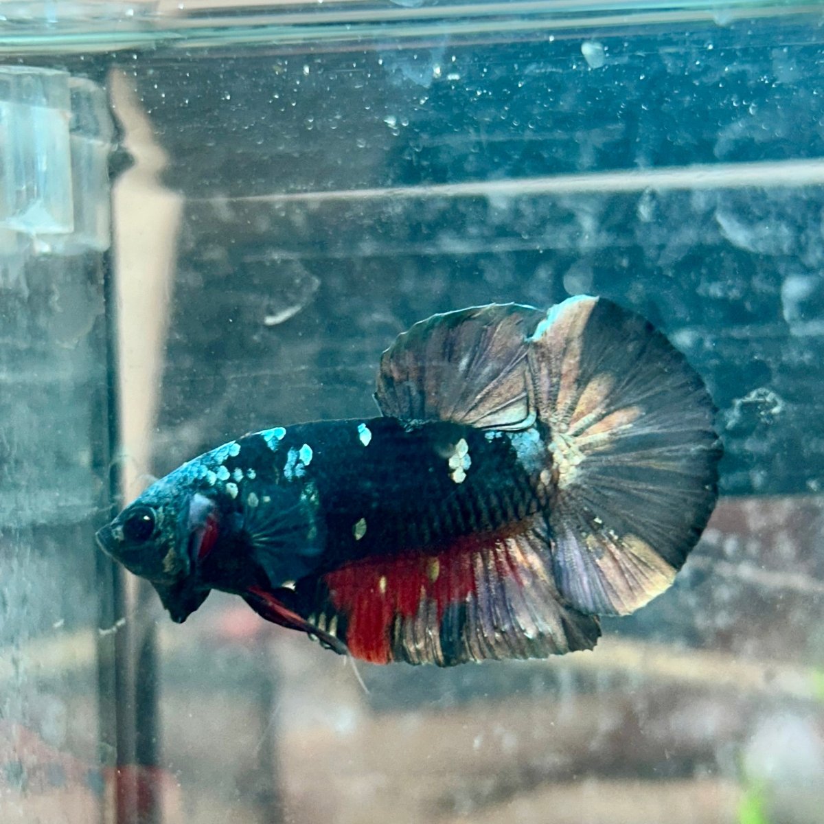 Betta Male Plakat Avatar Copper #106