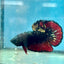 Betta Male Plakat Avarta Copper A105