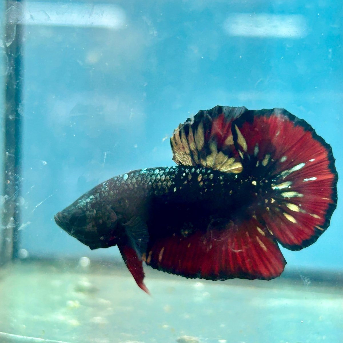 Betta Male Plakat Avarta Copper A105