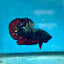 Betta Male Plakat Avarta Copper A105