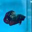 Betta Male Plakat Avarta Copper A105