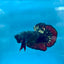 Betta Male Plakat Avarta Copper A105