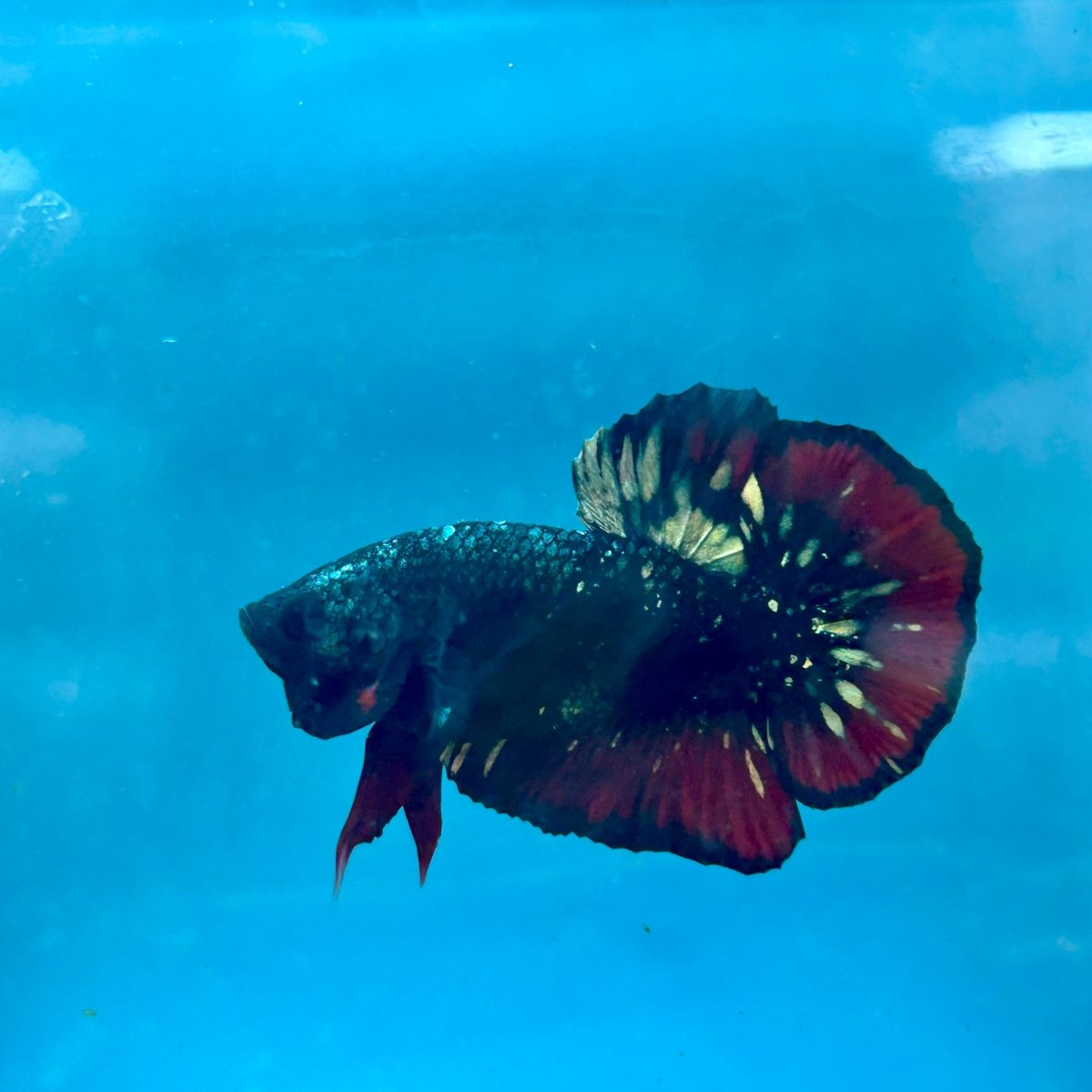 Betta Male Plakat Avarta Copper A105