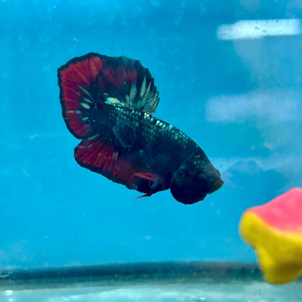 Betta Male Plakat Avarta Copper A105