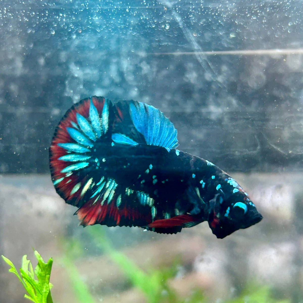 Betta Male Plakat Avarta Nebula 128