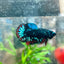 Betta Male Plakat Avarta Nebula 128