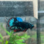 Betta Male Plakat Avarta Nebula 128