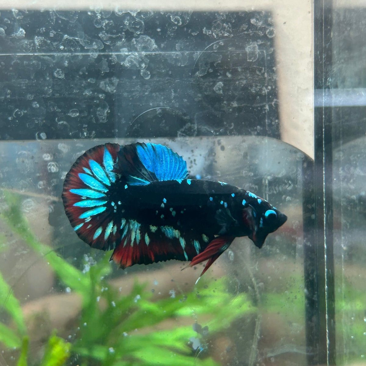 Betta Male Plakat Avarta Nebula 128
