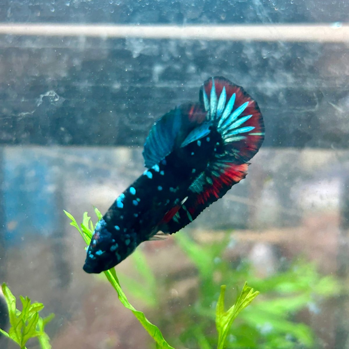 Betta Male Plakat Avarta Nebula 128