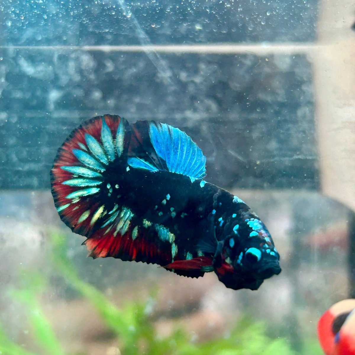 Betta Male Plakat Avarta Nebula 128