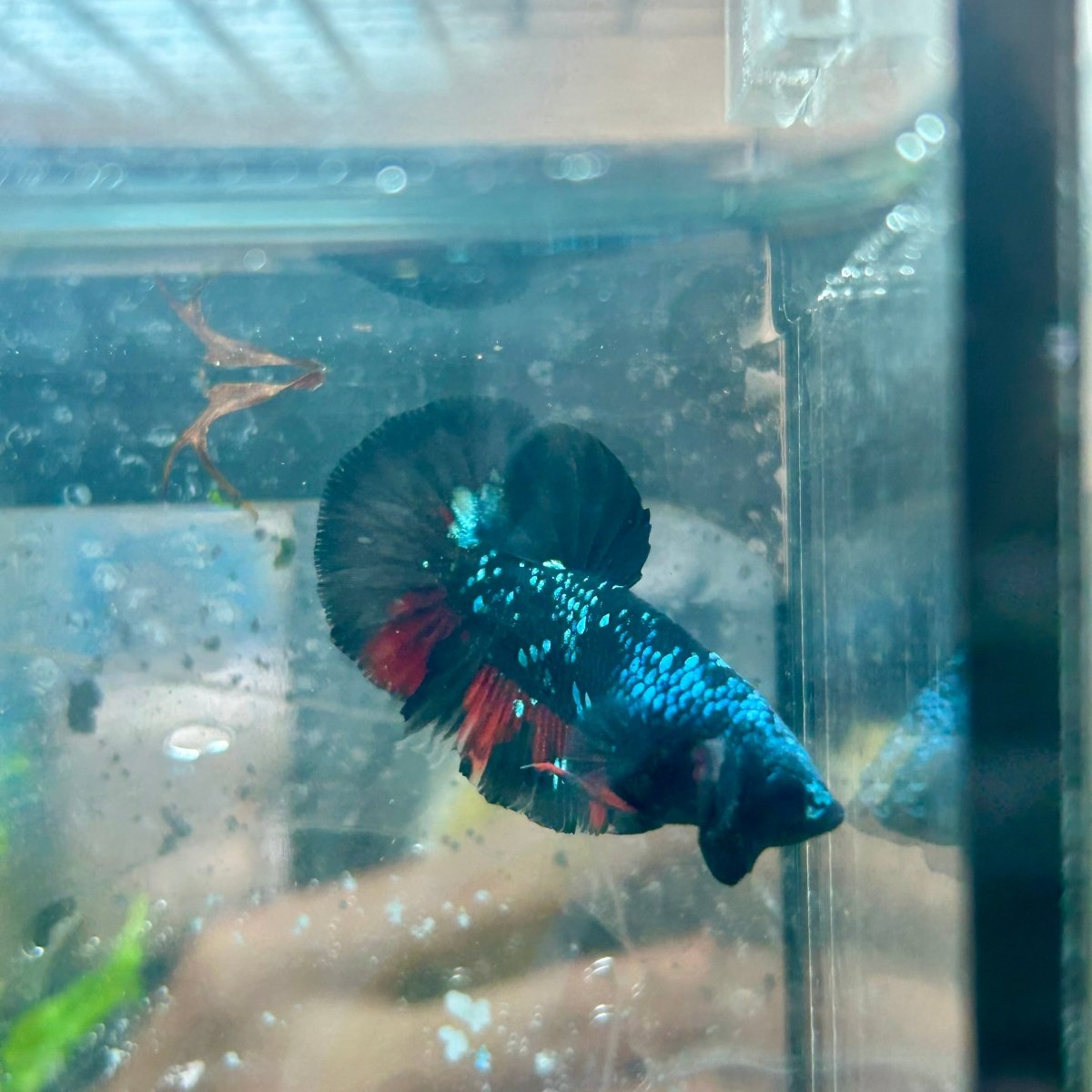Betta Male Plakat Avarta Nebula M22