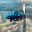 Betta Male Plakat Avarta Nebula M22